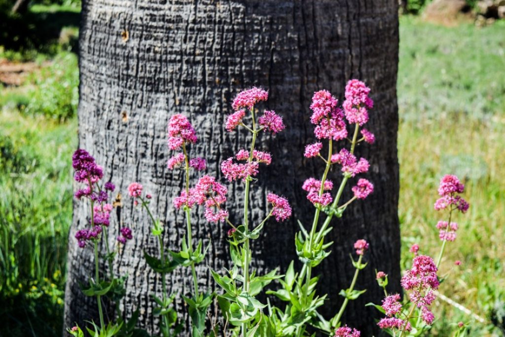 flowers on Saint Honorat Island © yonder.fr