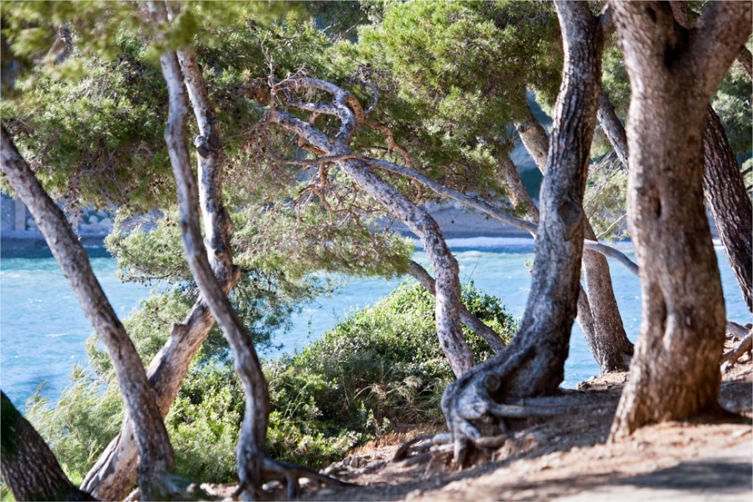 the pine forest, the region's characteristic vegetation © OT Saint-Jean-Cap-Ferrat
