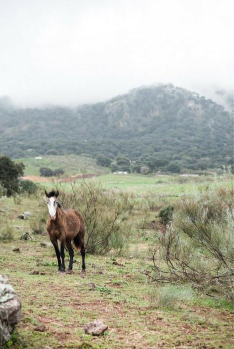 18 la donaira andalucia general horses 2 collage 0